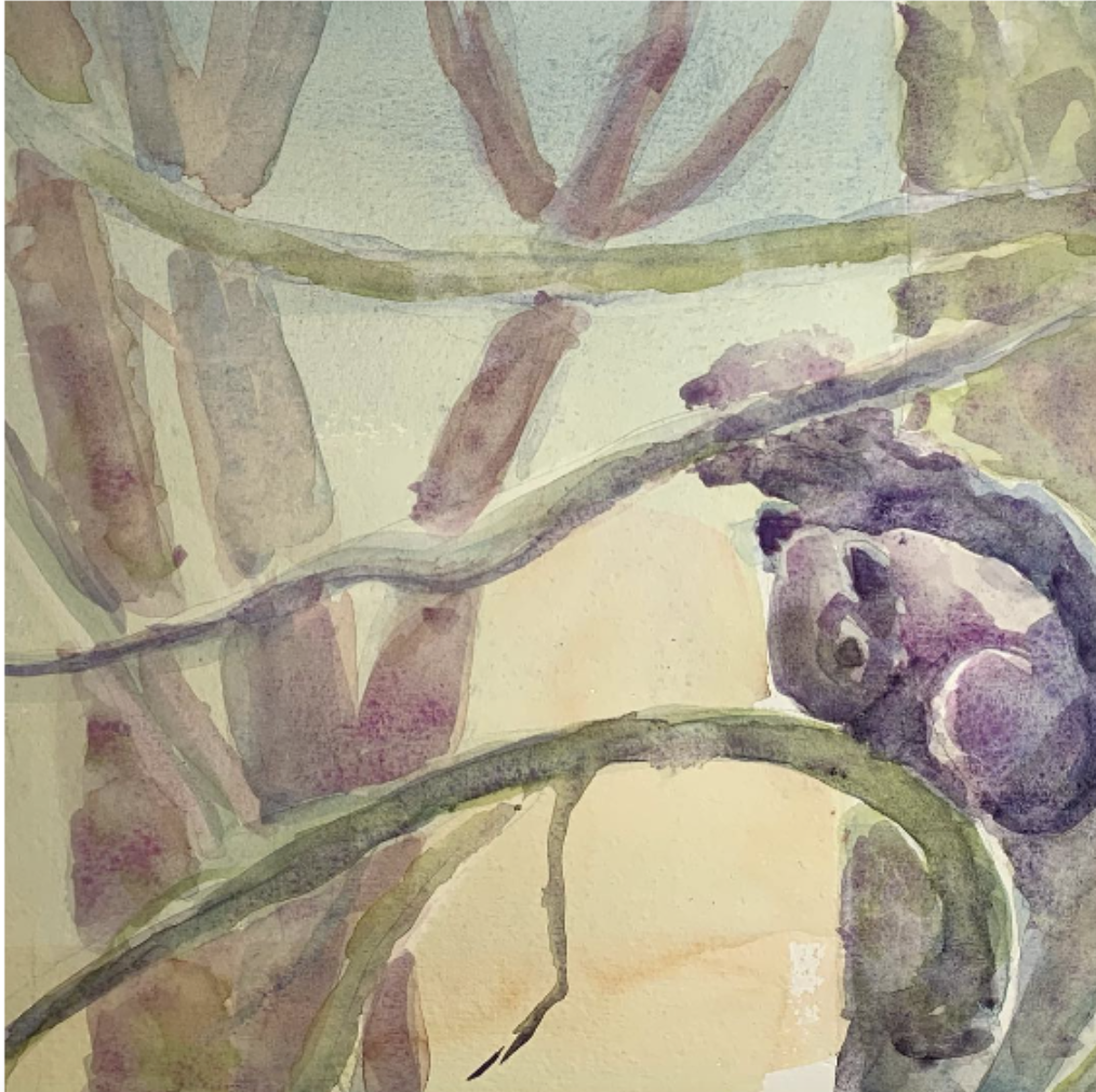 watercolor by author of a squirrel sitting on the branch of a tree